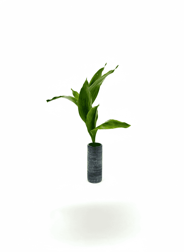 Shoka Shofutai Ishuike